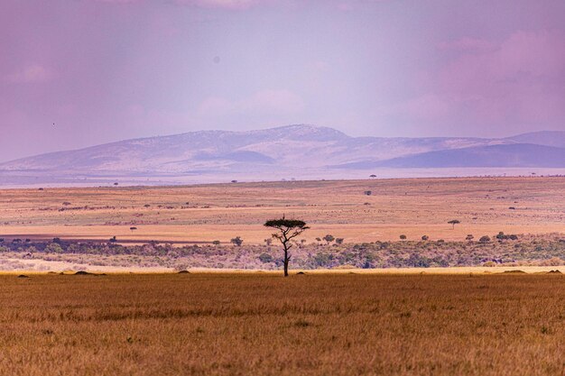 Paisagem do Quênia Savanna Grassland Maasai Mara National Game Reserve Park Condado de Narok Wilderness