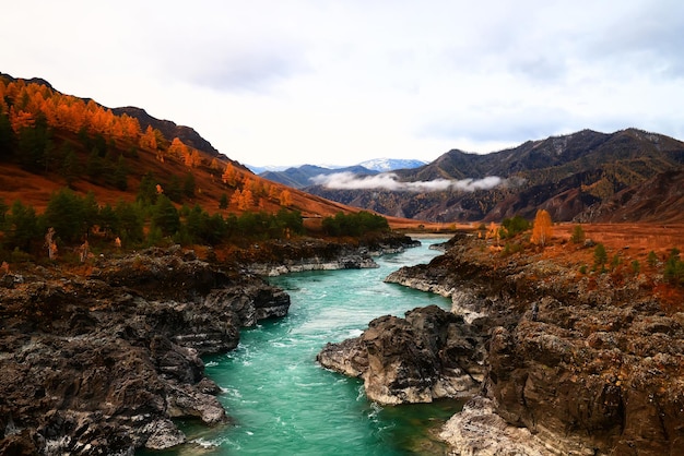 Paisagem do rio da montanha de Altai, fluxo panorâmico do cenário turquesa