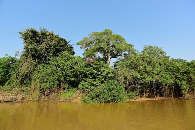 Paisagem do rio e selvaPantanal Brasil