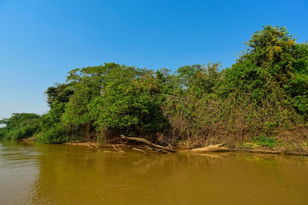 Paisagem do rio e selvaPantanal Brasil