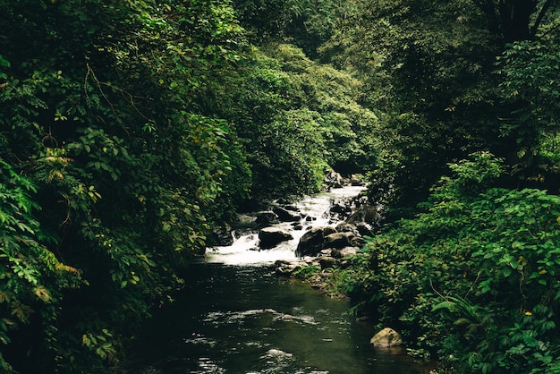 Paisagem do rio na floresta tropical da selva