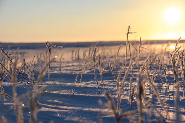 Paisagem do Ártico no inverno. Grama com gelo na tundra. Lindo pôr do sol.