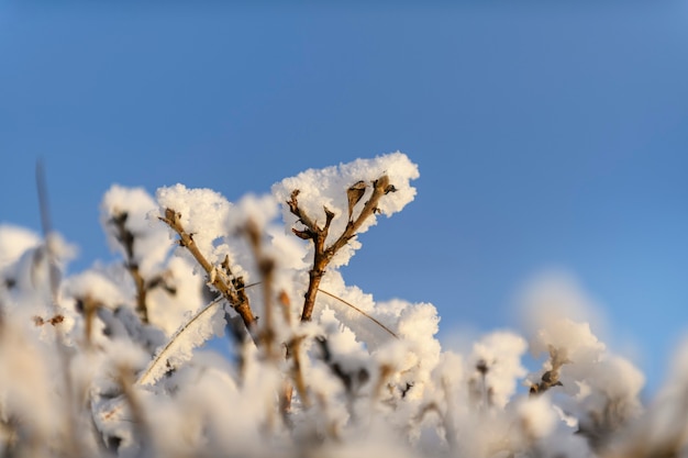 Paisagem do Ártico no inverno. Grama com gelo na tundra.