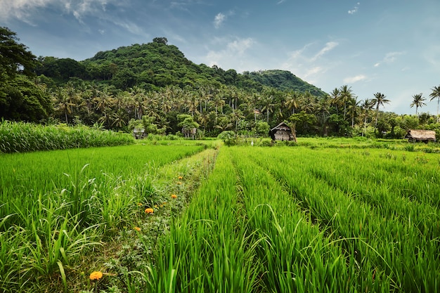 Paisagem do terraço de arroz em Bali