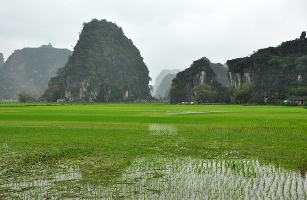 Paisagem do Vietnã Campos de arroz e torres cársticas em Ninh Binh