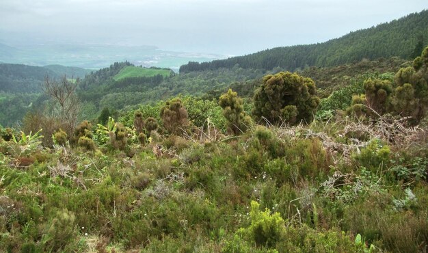 paisagem dos Açores