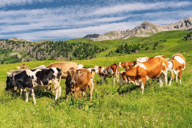 Paisagem dos Alpes com rebanho de vacas no pasto