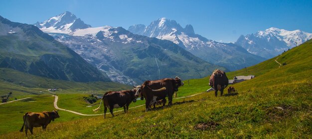 Paisagem dos Alpes na França no verão