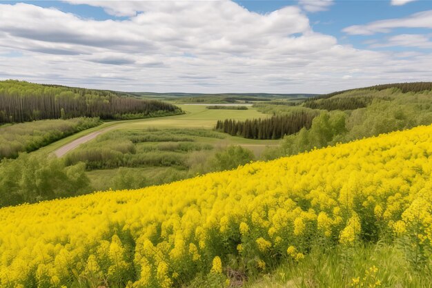 Paisagem dos campos do país