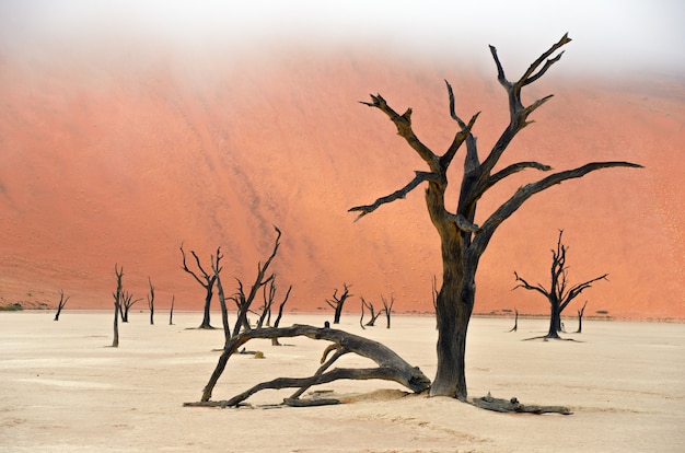 Paisagem dos mortos Vlei, Sossusvlei, deserto do Namibe, Namíbia, África do Sul