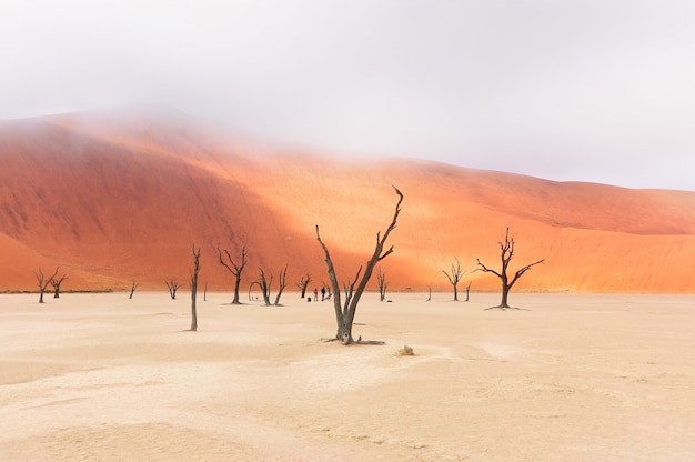 Paisagem dos mortos Vlei, Sossusvlei, deserto do Namibe, Namíbia, África do Sul