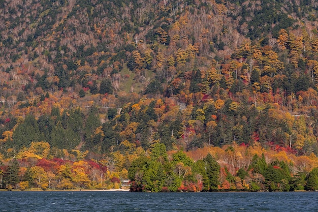 Paisagem e lago da floresta de outono