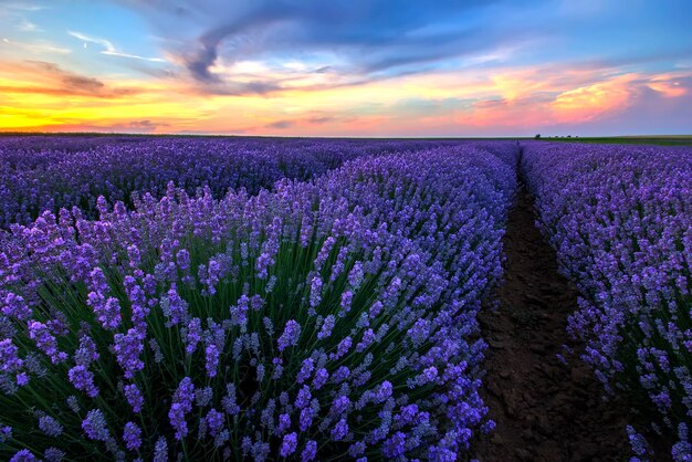 Paisagem emocionante com campo de lavanda florescendo ao pôr do sol