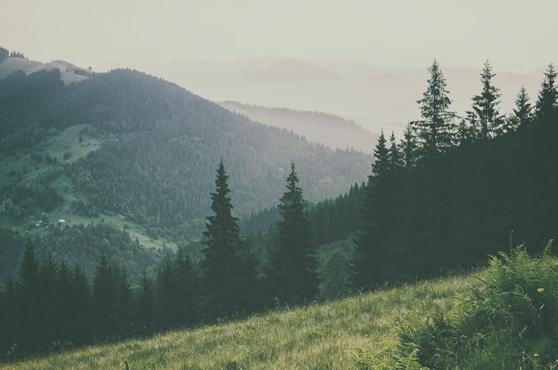 Paisagem enevoada com montanhas e floresta de abetos em estilo retrô vintage hipster