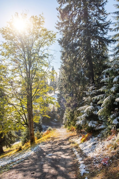 Paisagem enevoada da manhã em uma floresta de montanha Raios de sol fluindo através dos galhos de pinheiros verdes e abetos Derretendo a primeira neve