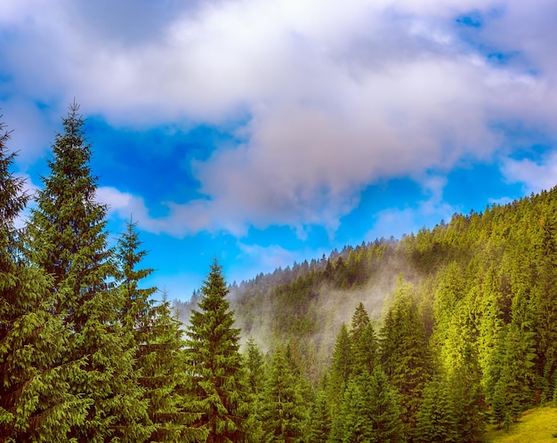 Paisagem enevoada de montanha com floresta de abetos e copyspace no estilo vintage retro moderno