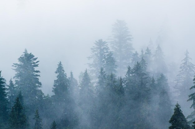 Paisagem enevoada de montanha com floresta de abetos em estilo retro vintage moderno