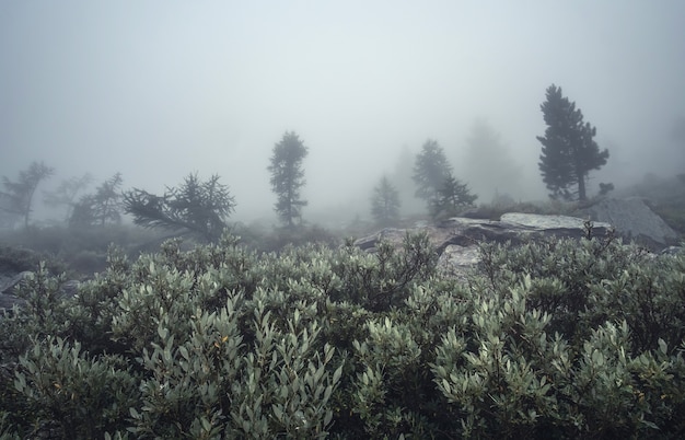 Paisagem enevoada na floresta alpina