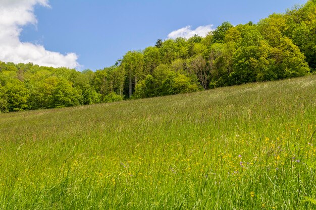 Paisagem ensolarada da primavera