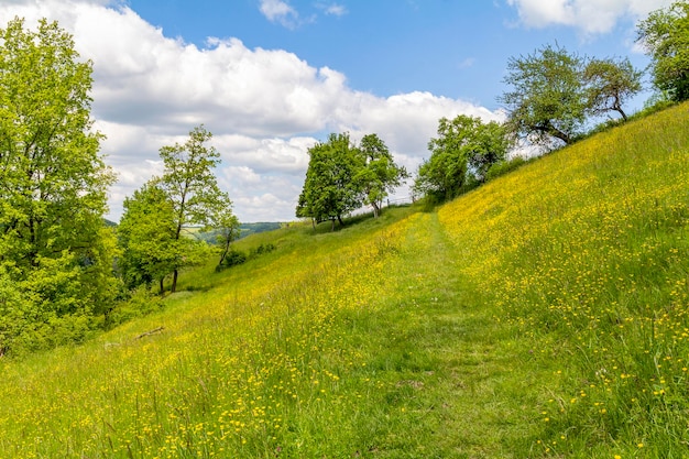 Paisagem ensolarada da primavera