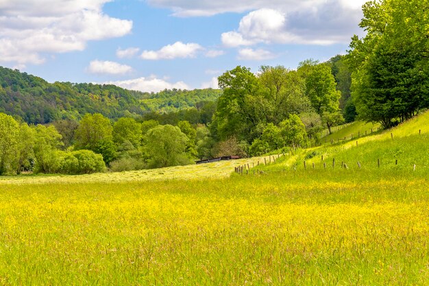 Paisagem ensolarada da primavera