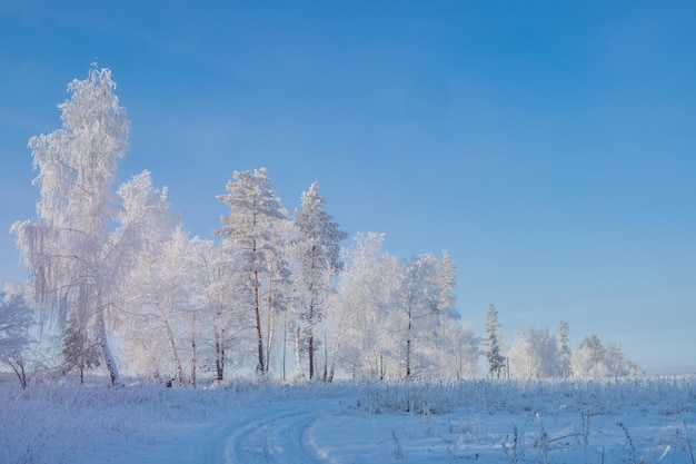 Paisagem ensolarada de inverno com árvores foscas e um céu claro.