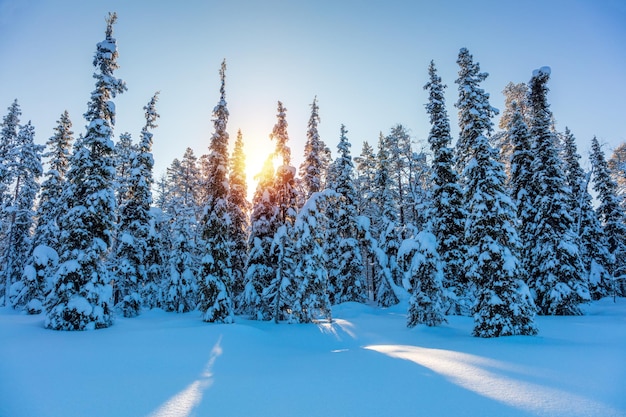 Paisagem ensolarada de inverno com grandes pinheiros cobertos de neve Bela natureza do norte Finlândia Europa