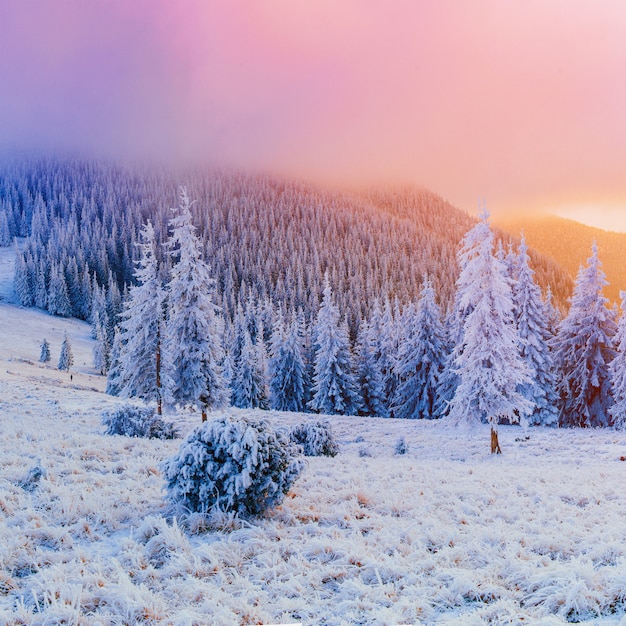 Paisagem ensolarada de inverno