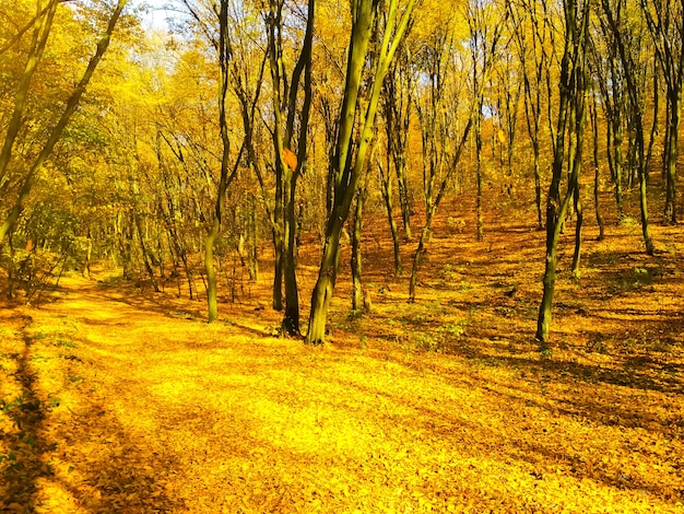 Paisagem ensolarada de outono. Folhas de belas árvores de outono no parque.