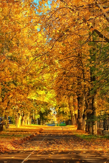 Paisagem ensolarada no parque de outono, parque laranja de fundo de temporada de outono