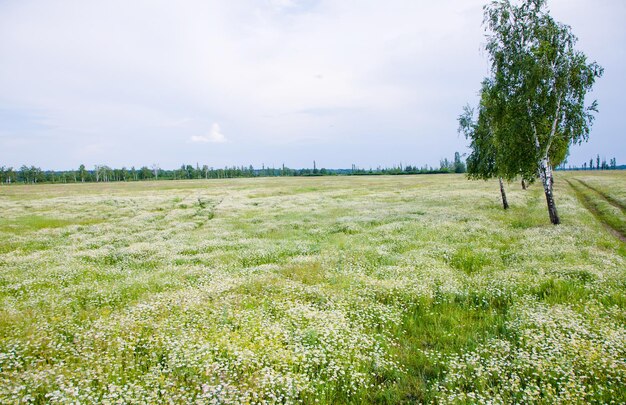 Paisagem ensolarada