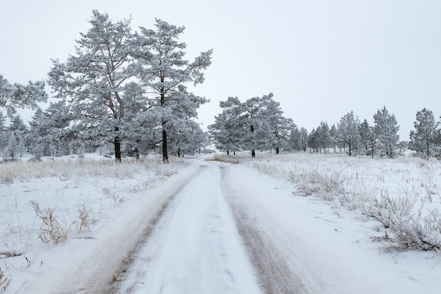 Paisagem estepe Sibéria na Rússia