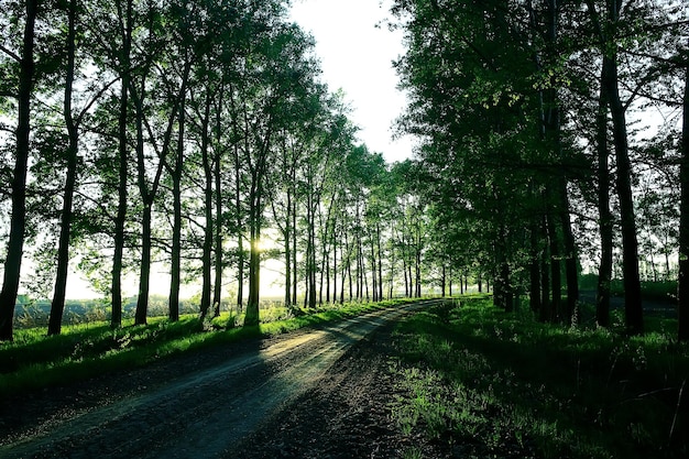 Paisagem estrada beco árvores verdes