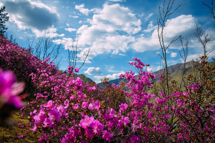 Foto paisagem floral primavera fabulosa