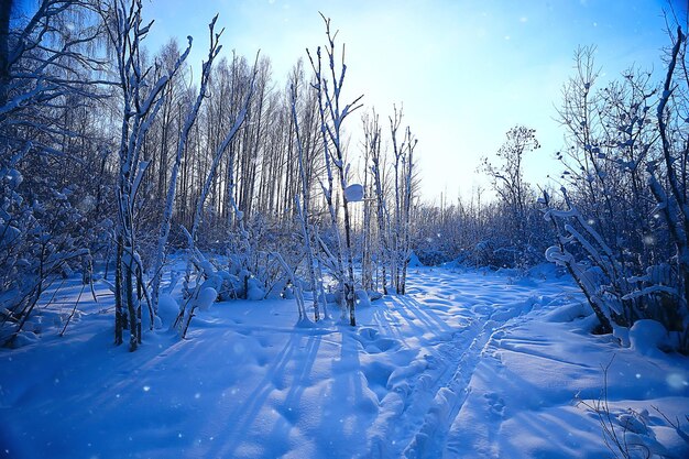 paisagem floresta de inverno, bela vista sazonal na floresta de neve natureza de dezembro