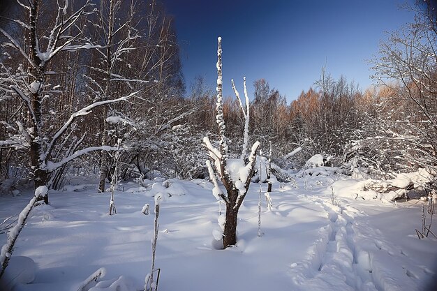 paisagem floresta de inverno, bela vista sazonal na floresta de neve natureza de dezembro