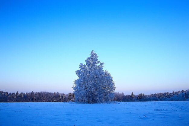 paisagem floresta de inverno, bela vista sazonal na floresta de neve natureza de dezembro