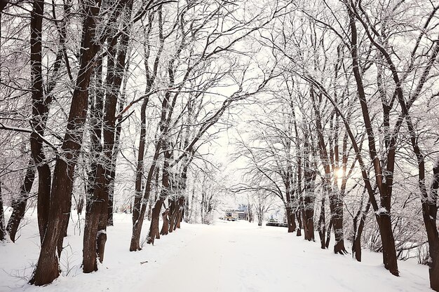 paisagem floresta de inverno, bela vista sazonal na floresta de neve natureza de dezembro