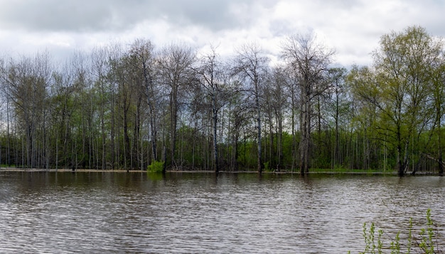 Paisagem - floresta de nascente inundada durante a maré alta