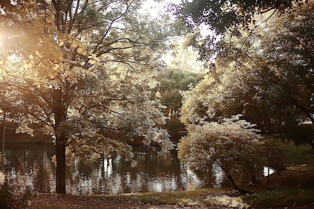 paisagem floresta dia ensolarado de outono/árvores amarelas na paisagem verão indiano outono outubro