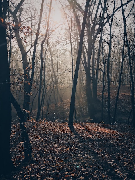 Paisagem florestal com nevoeiro e folhagem na temporada de outono