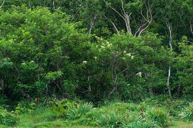 Paisagem florestal da ilha de Kunashir arbusto florido e vegetação rasteira de grama alta