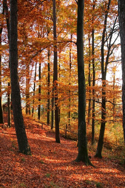 Foto paisagem florestal de outono