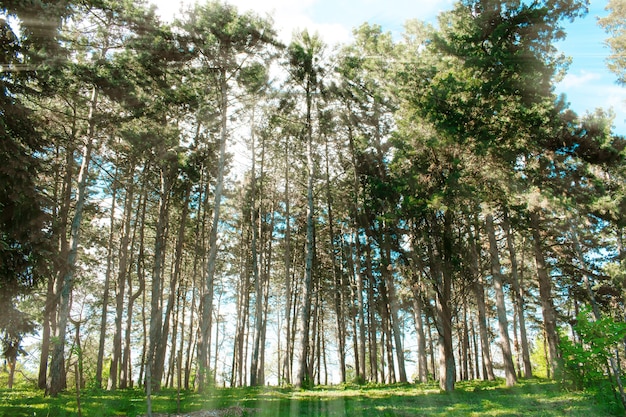 Paisagem florestal de pinheiros coníferos em dia ensolarado com luz solar conceito de viagens da natureza europeia