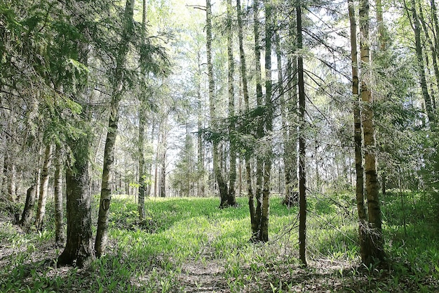 paisagem florestal de primavera árvores de fundo sazonal/verde na floresta, paisagem ensolarada de primavera fresca na natureza, conceito ecológico