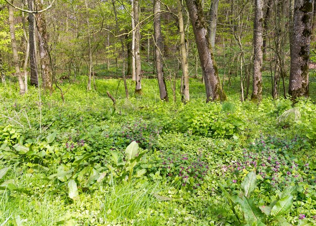 Foto paisagem florestal ensolarada com ramsons