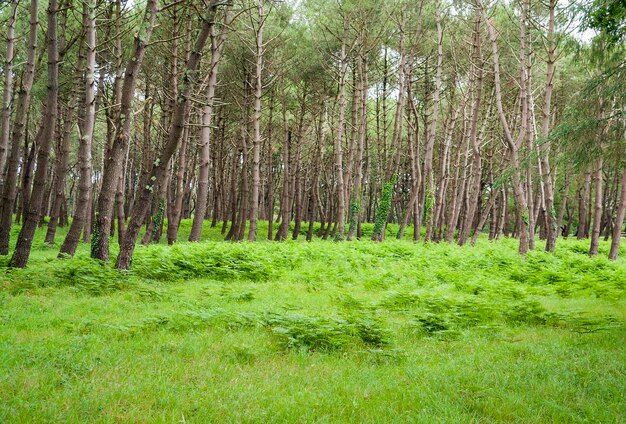 Foto paisagem florestal na bretanha