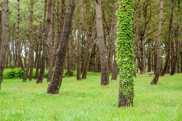 Paisagem florestal na bretanha