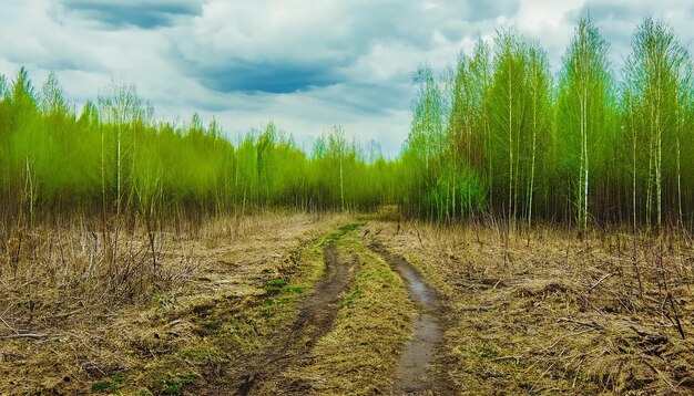 Paisagem florestal natural de primavera com céu nublado Rússia Foco seletivo