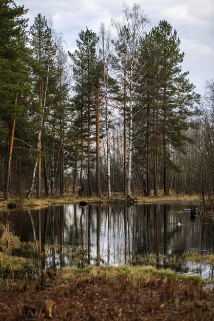 Paisagem florestal pequeno corpo de água com reflexão